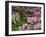 Quarry Garden, Wilmington, Delaware, USA, Deleware-Jay O'brien-Framed Photographic Print