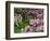 Quarry Garden, Wilmington, Delaware, USA, Deleware-Jay O'brien-Framed Photographic Print