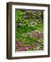 Quarry Garden, Wilmington, Delaware, USA, Deleware-Jay O'brien-Framed Photographic Print