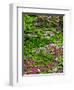 Quarry Garden, Wilmington, Delaware, USA, Deleware-Jay O'brien-Framed Photographic Print