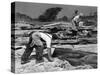 Quarrying Slate by Hand at Trebarwith Slate Quarry, Cornwall, 1959-Michael Walters-Stretched Canvas