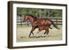 Quarter 025-Bob Langrish-Framed Photographic Print