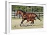 Quarter 025-Bob Langrish-Framed Photographic Print