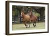 Quarter 028-Bob Langrish-Framed Photographic Print