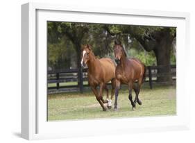 Quarter 028-Bob Langrish-Framed Photographic Print