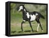 Quarter Horse Colt Trotting-DLILLC-Framed Stretched Canvas