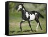 Quarter Horse Colt Trotting-DLILLC-Framed Stretched Canvas