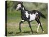 Quarter Horse Colt Trotting-DLILLC-Stretched Canvas