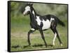 Quarter Horse Colt Trotting-DLILLC-Framed Stretched Canvas