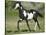 Quarter Horse Colt Trotting-DLILLC-Stretched Canvas