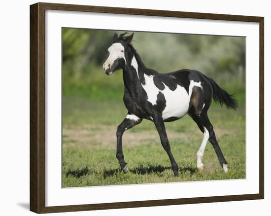 Quarter Horse Colt Trotting-DLILLC-Framed Photographic Print