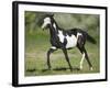 Quarter Horse Colt Trotting-DLILLC-Framed Photographic Print