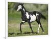 Quarter Horse Colt Trotting-DLILLC-Framed Photographic Print