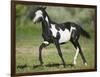 Quarter Horse Colt Trotting-DLILLC-Framed Photographic Print