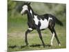 Quarter Horse Colt Trotting-DLILLC-Mounted Photographic Print