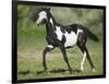 Quarter Horse Colt Trotting-DLILLC-Framed Photographic Print