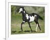 Quarter Horse Colt Trotting-DLILLC-Framed Photographic Print