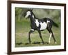 Quarter Horse Colt Trotting-DLILLC-Framed Photographic Print