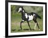 Quarter Horse Colt Trotting-DLILLC-Framed Photographic Print