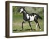 Quarter Horse Colt Trotting-DLILLC-Framed Photographic Print