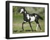 Quarter Horse Colt Trotting-DLILLC-Framed Photographic Print