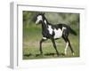 Quarter Horse Colt Trotting-DLILLC-Framed Photographic Print