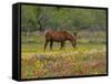 Quarter Horse in Wildflower Field Near Cuero, Texas, USA-Darrell Gulin-Framed Stretched Canvas