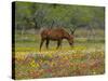 Quarter Horse in Wildflower Field Near Cuero, Texas, USA-Darrell Gulin-Stretched Canvas