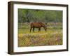 Quarter Horse in Wildflower Field Near Cuero, Texas, USA-Darrell Gulin-Framed Photographic Print