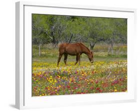 Quarter Horse in Wildflower Field Near Cuero, Texas, USA-Darrell Gulin-Framed Photographic Print
