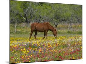 Quarter Horse in Wildflower Field Near Cuero, Texas, USA-Darrell Gulin-Mounted Photographic Print