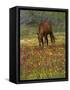 Quarter Horse in Wildflower Field Near Cuero, Texas, USA-Darrell Gulin-Framed Stretched Canvas