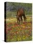 Quarter Horse in Wildflower Field Near Cuero, Texas, USA-Darrell Gulin-Stretched Canvas