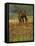 Quarter Horse in Wildflower Field Near Cuero, Texas, USA-Darrell Gulin-Framed Stretched Canvas