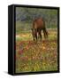 Quarter Horse in Wildflower Field Near Cuero, Texas, USA-Darrell Gulin-Framed Stretched Canvas