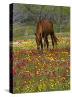 Quarter Horse in Wildflower Field Near Cuero, Texas, USA-Darrell Gulin-Stretched Canvas