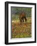 Quarter Horse in Wildflower Field Near Cuero, Texas, USA-Darrell Gulin-Framed Photographic Print