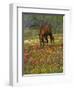 Quarter Horse in Wildflower Field Near Cuero, Texas, USA-Darrell Gulin-Framed Photographic Print