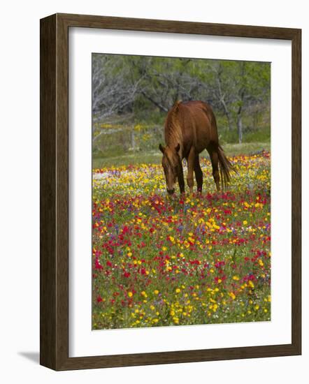 Quarter Horse in Wildflower Field Near Cuero, Texas, USA-Darrell Gulin-Framed Photographic Print