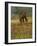 Quarter Horse in Wildflower Field Near Cuero, Texas, USA-Darrell Gulin-Framed Photographic Print