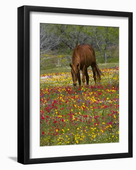 Quarter Horse in Wildflower Field Near Cuero, Texas, USA-Darrell Gulin-Framed Photographic Print