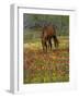 Quarter Horse in Wildflower Field Near Cuero, Texas, USA-Darrell Gulin-Framed Photographic Print