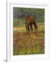 Quarter Horse in Wildflower Field Near Cuero, Texas, USA-Darrell Gulin-Framed Photographic Print