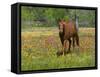 Quarter Horse in Wildflower Field Near Cuero, Texas, USA-Darrell Gulin-Framed Stretched Canvas