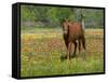 Quarter Horse in Wildflower Field Near Cuero, Texas, USA-Darrell Gulin-Framed Stretched Canvas