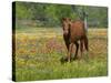 Quarter Horse in Wildflower Field Near Cuero, Texas, USA-Darrell Gulin-Stretched Canvas