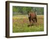 Quarter Horse in Wildflower Field Near Cuero, Texas, USA-Darrell Gulin-Framed Photographic Print