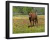 Quarter Horse in Wildflower Field Near Cuero, Texas, USA-Darrell Gulin-Framed Photographic Print