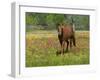 Quarter Horse in Wildflower Field Near Cuero, Texas, USA-Darrell Gulin-Framed Photographic Print