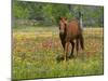 Quarter Horse in Wildflower Field Near Cuero, Texas, USA-Darrell Gulin-Mounted Photographic Print